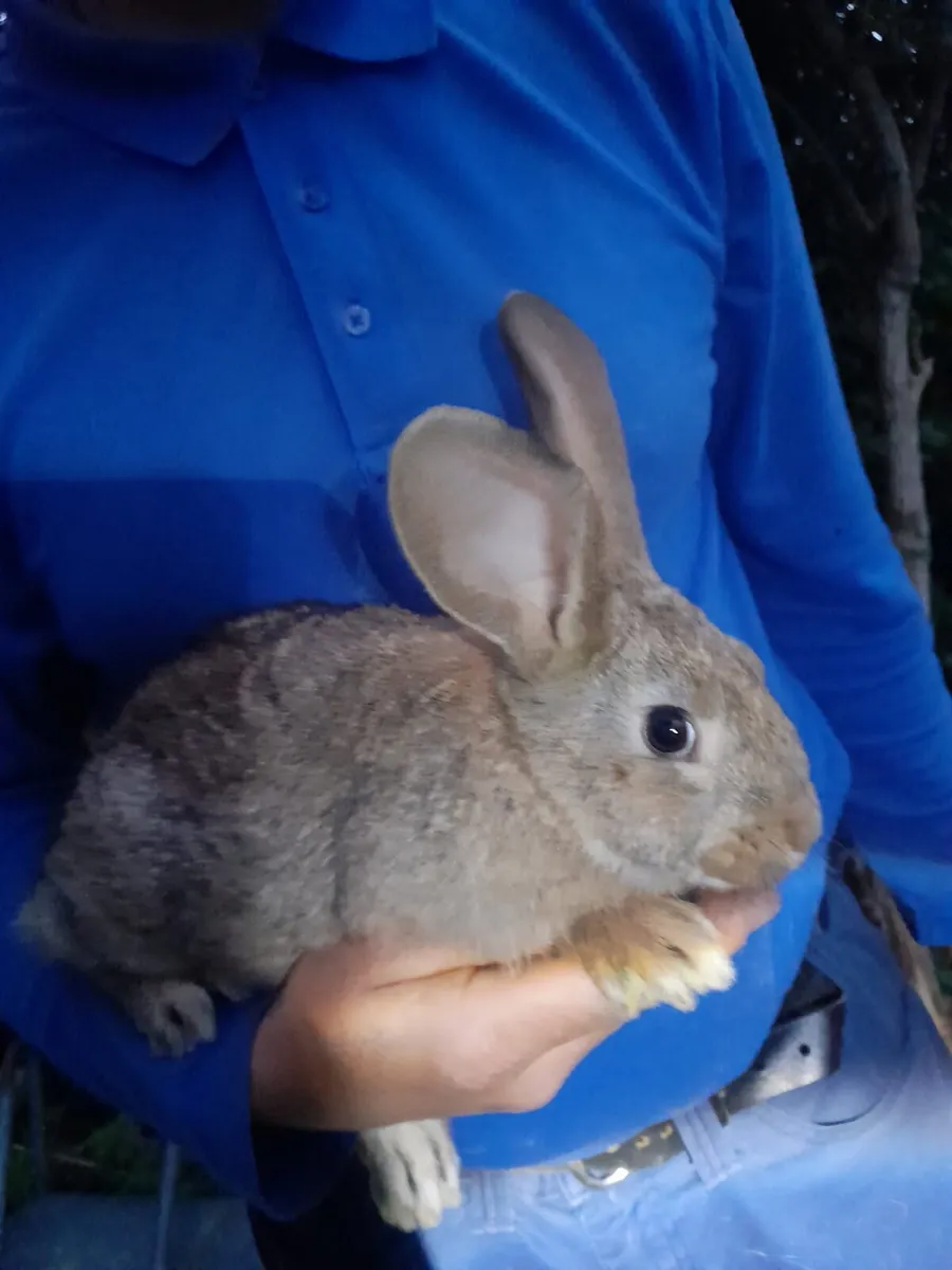 Flemish x New Zealand rabbits - Image 2
