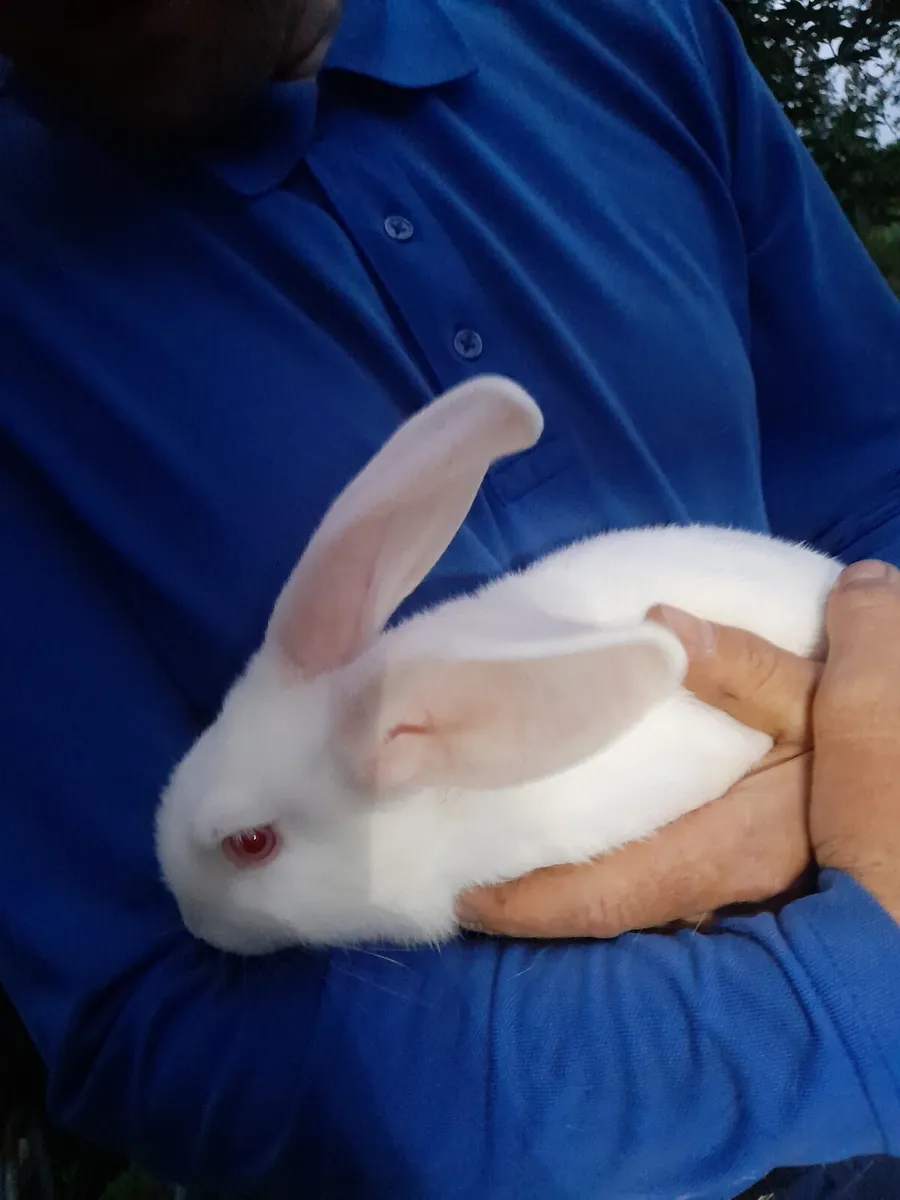 Flemish x New Zealand rabbits - Image 3