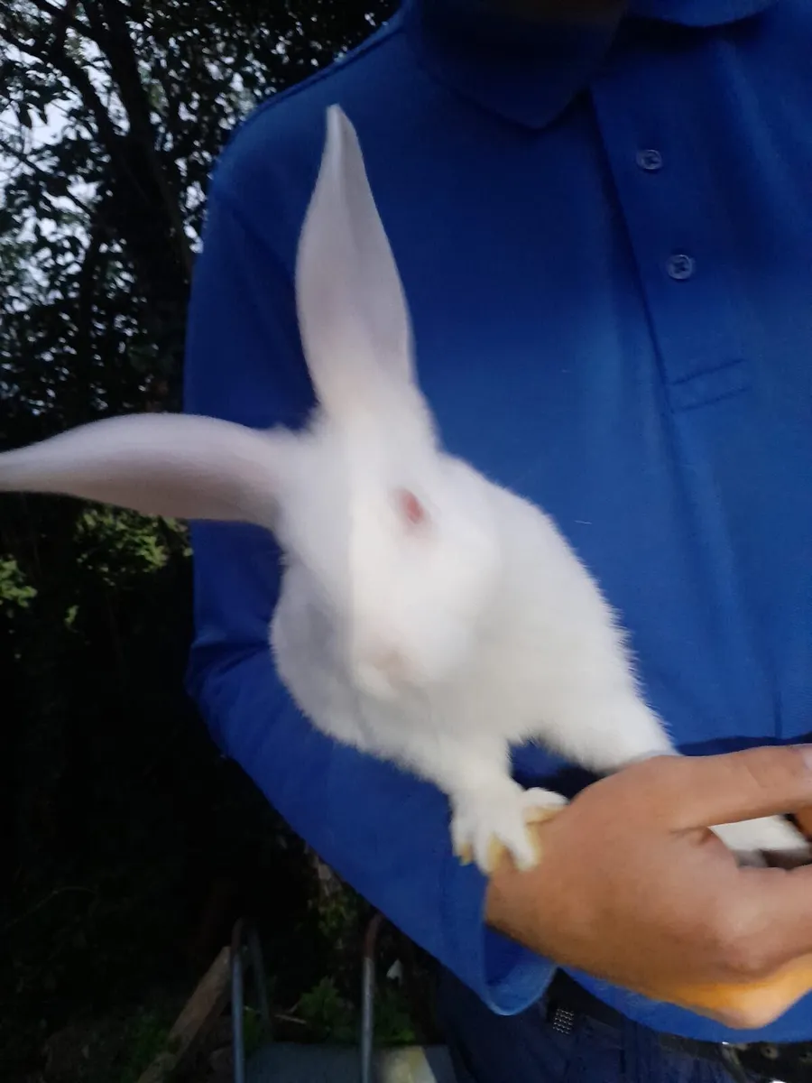 Flemish x New Zealand rabbits - Image 4