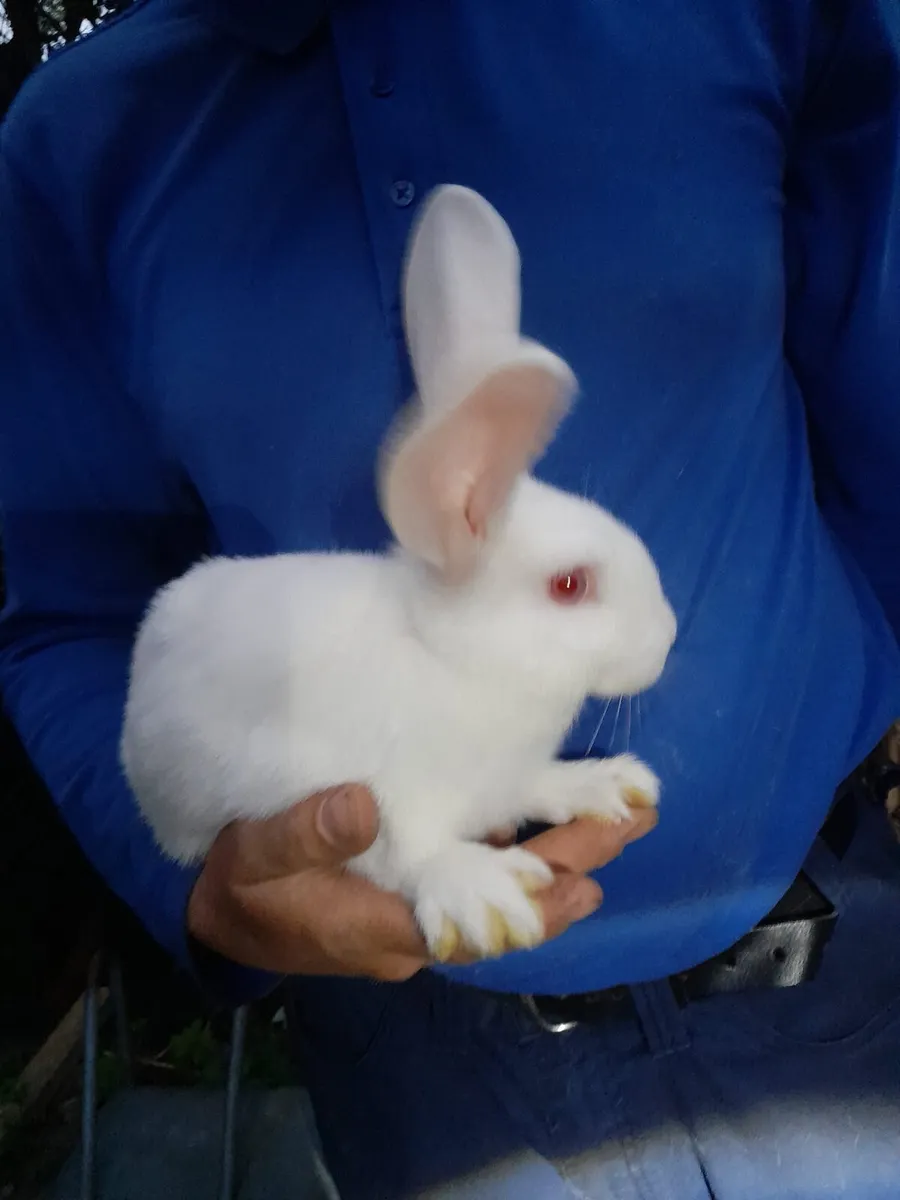 Flemish x New Zealand rabbits - Image 1