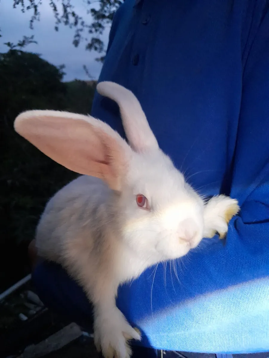 Flemish x New Zealand rabbits - Image 4