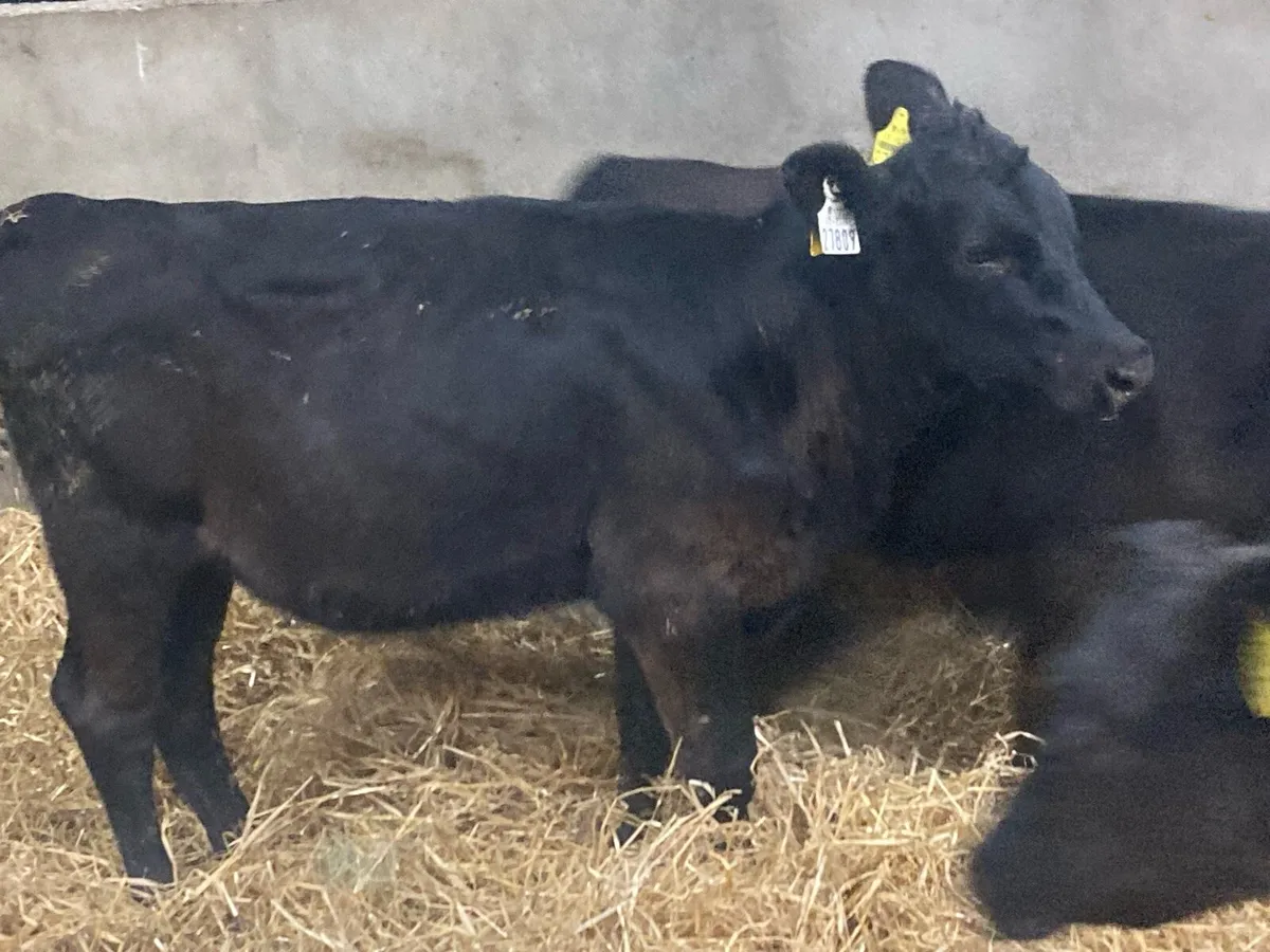 SUPER 200KGAA HEIFER WEANLINGS - Image 2