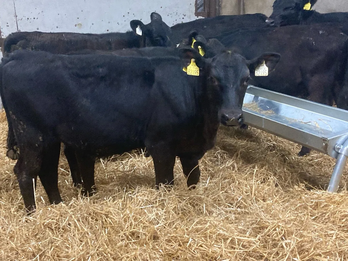 SUPER 200KGAA HEIFER WEANLINGS - Image 3