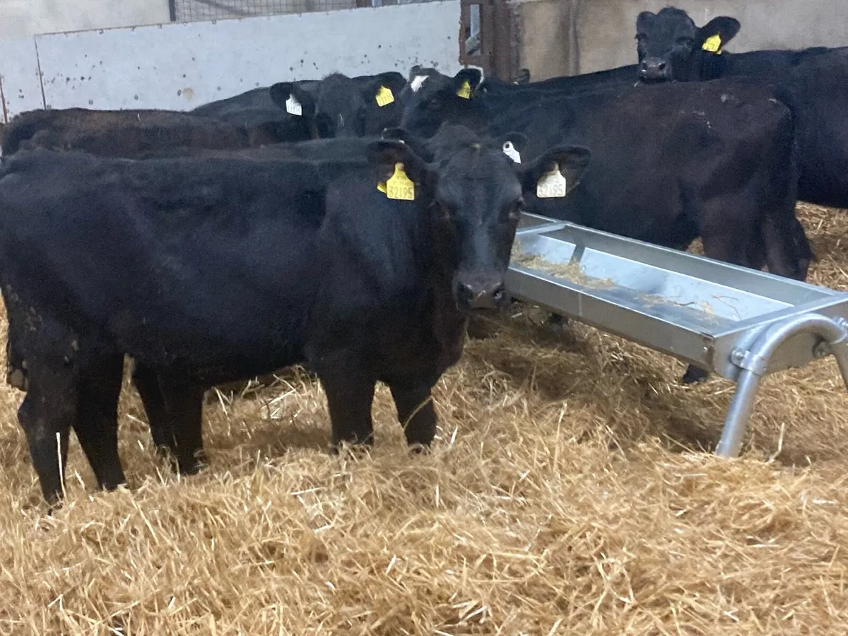 SUPER 200KGAA HEIFER WEANLINGS - Image 4