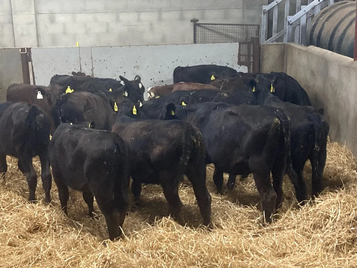 SUPER 200KGAA HEIFER WEANLINGS - Image 1
