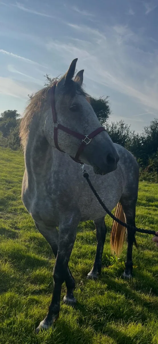 Horse - Image 1