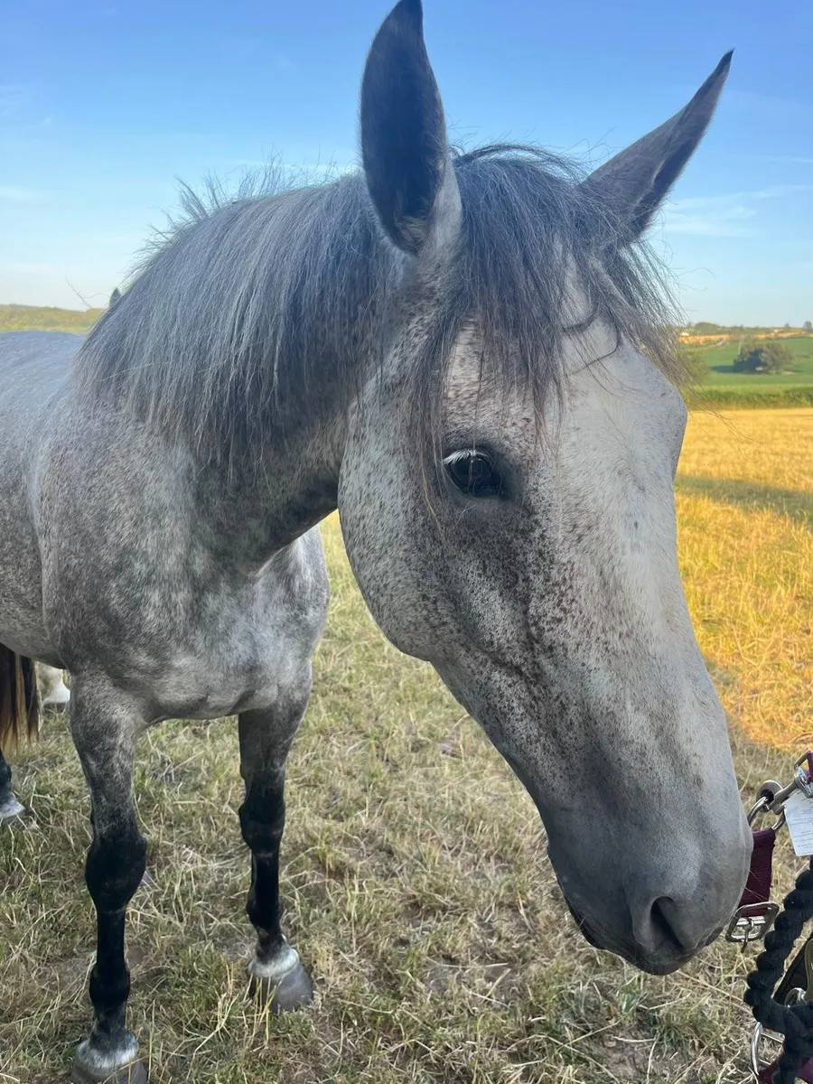 Horse - Image 2