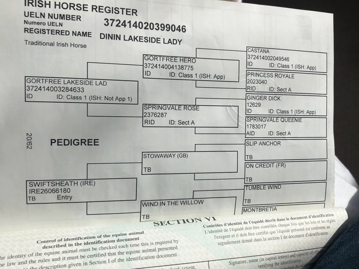 Horse - Image 3