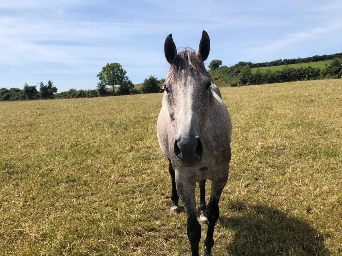Horse - Image 4