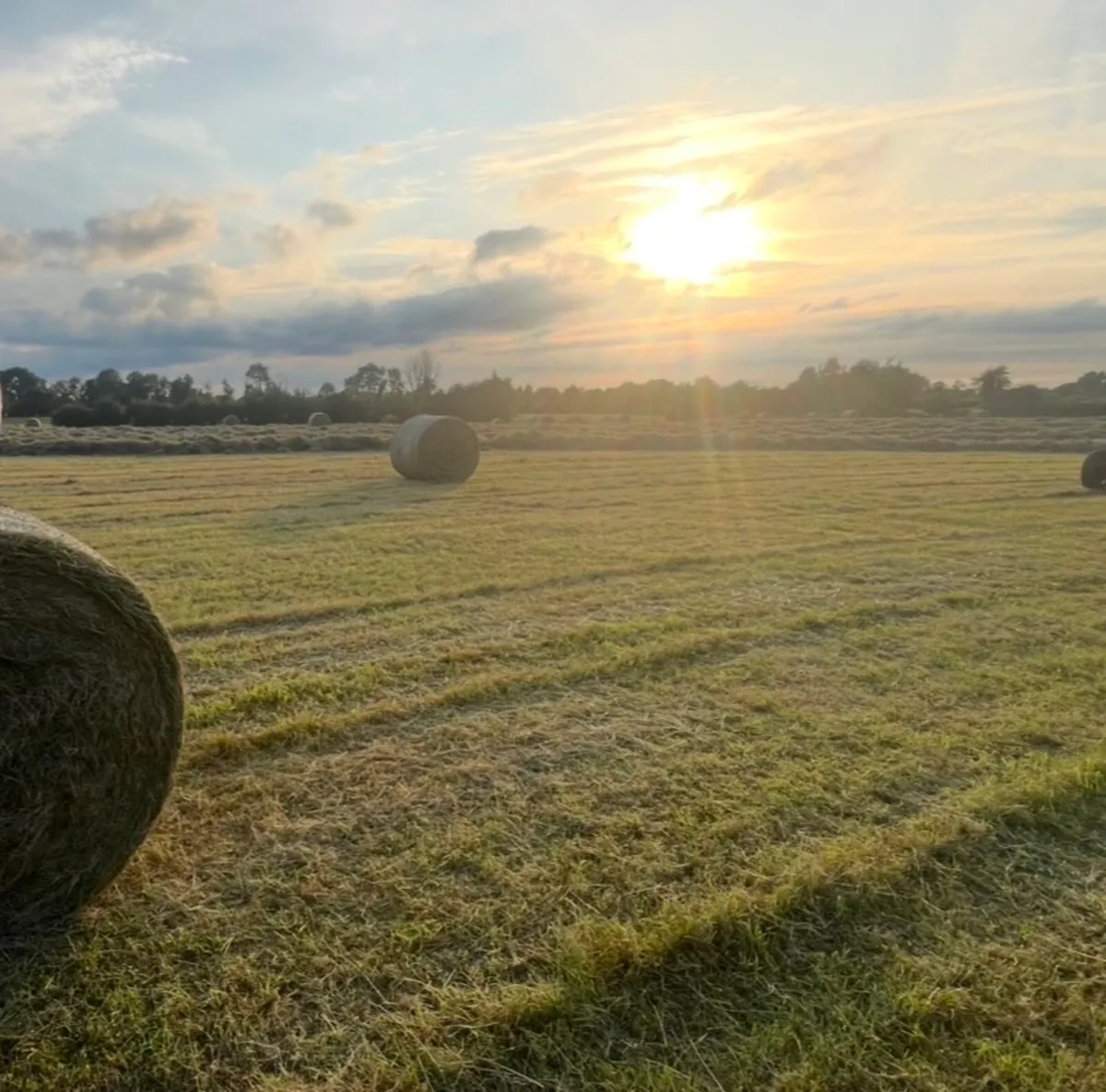 Hay