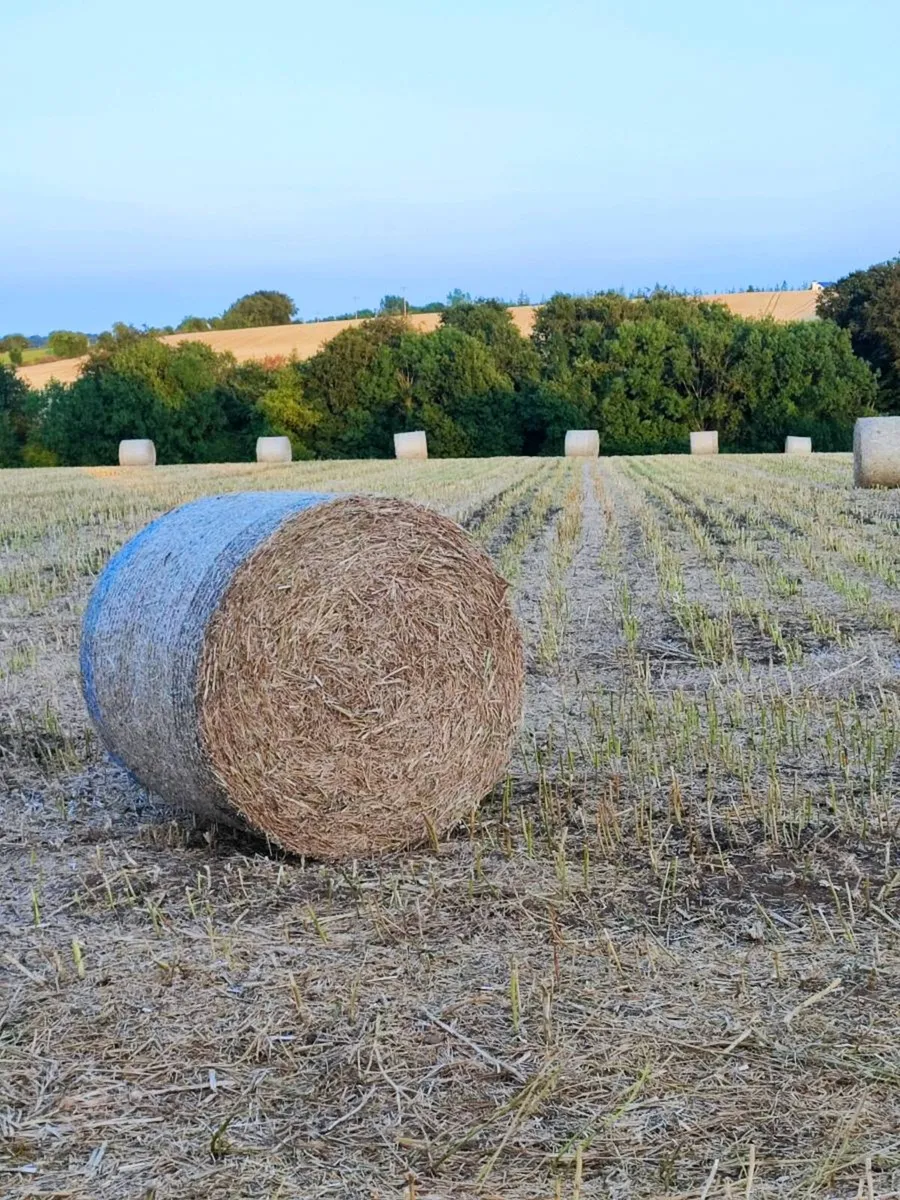 Chopped Rape Straw