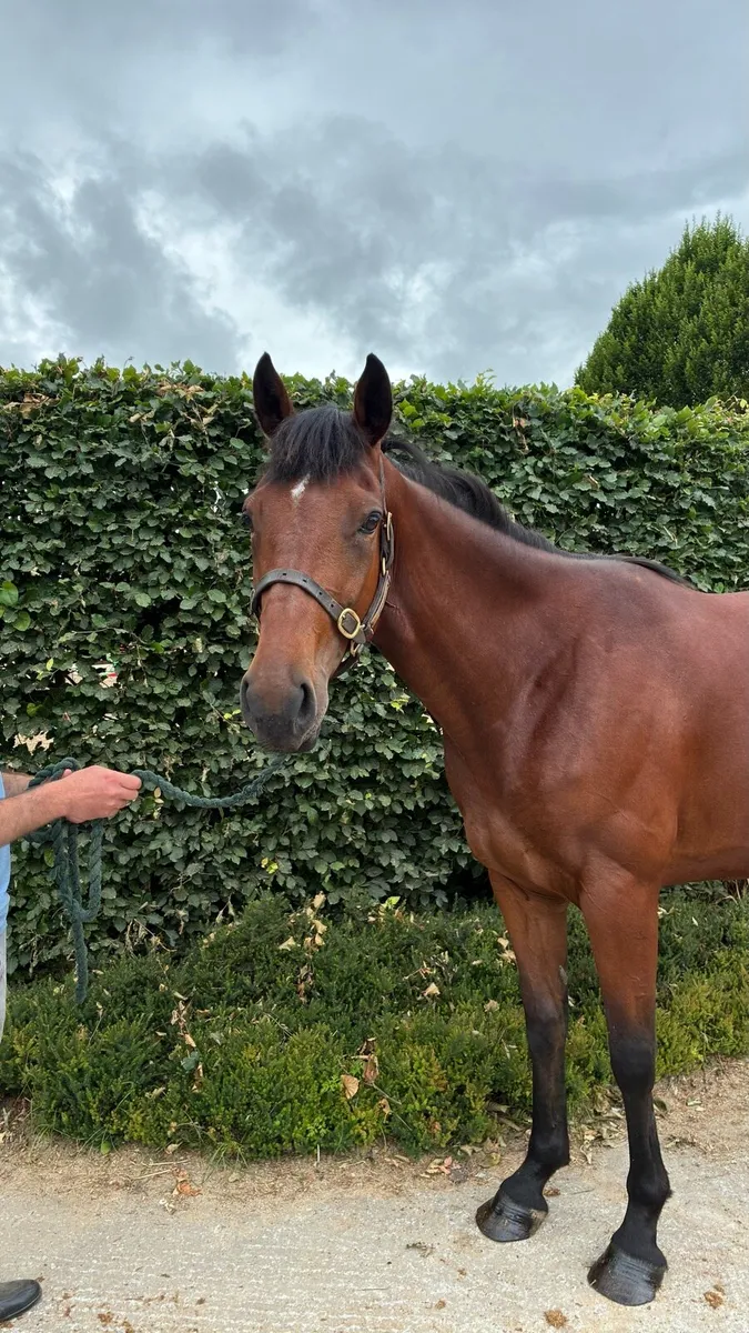 RC mare - Image 1