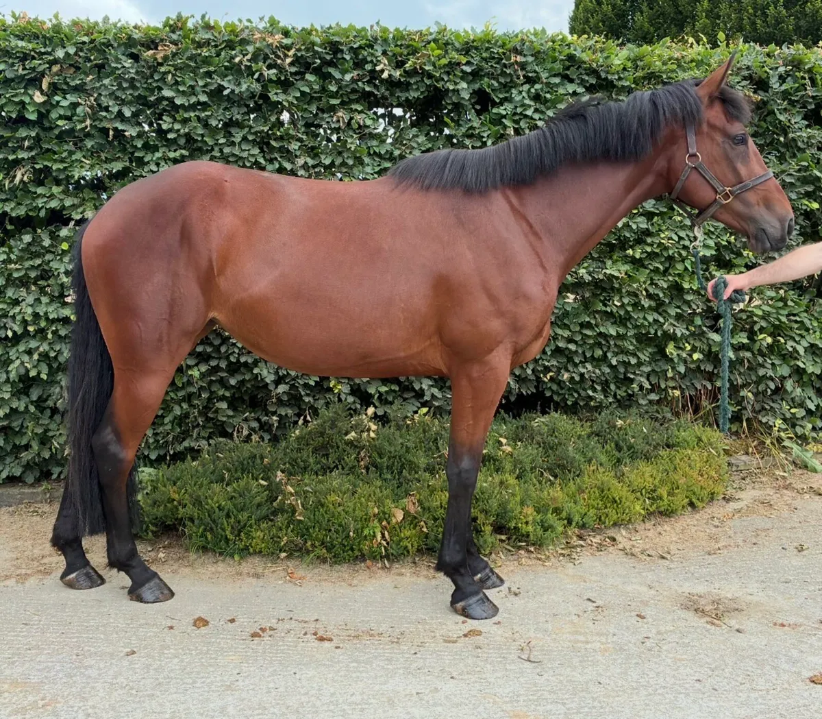RC mare - Image 2