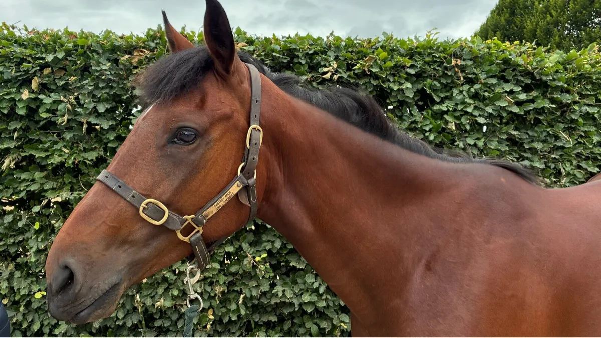 RC mare - Image 3