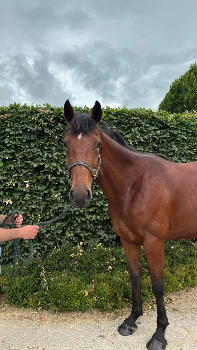 RC mare - Image 4