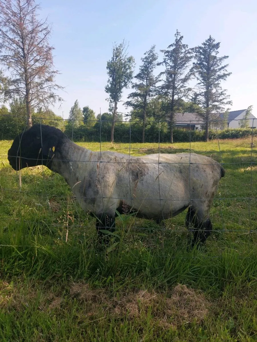 Suffolk ram - Image 1