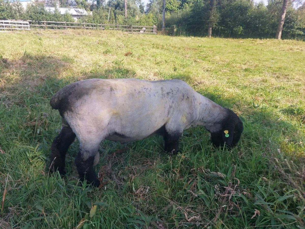 Suffolk ram - Image 2