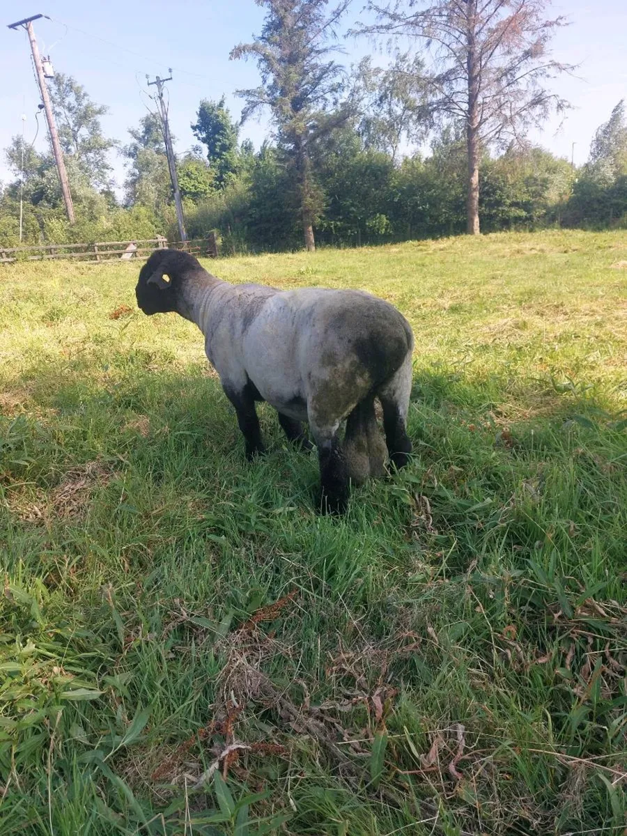 Suffolk ram - Image 3