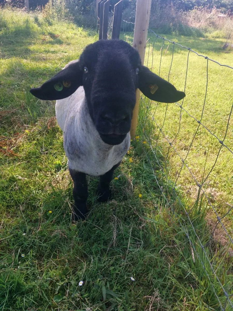 Suffolk ram - Image 4