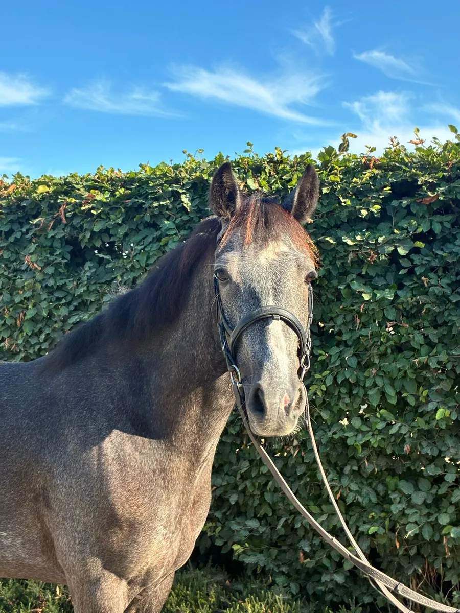 Competition pony - Image 1