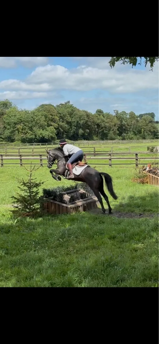 Competition pony - Image 3
