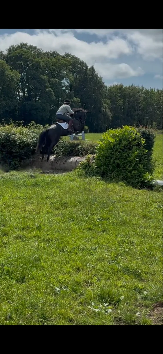 Competition pony - Image 4