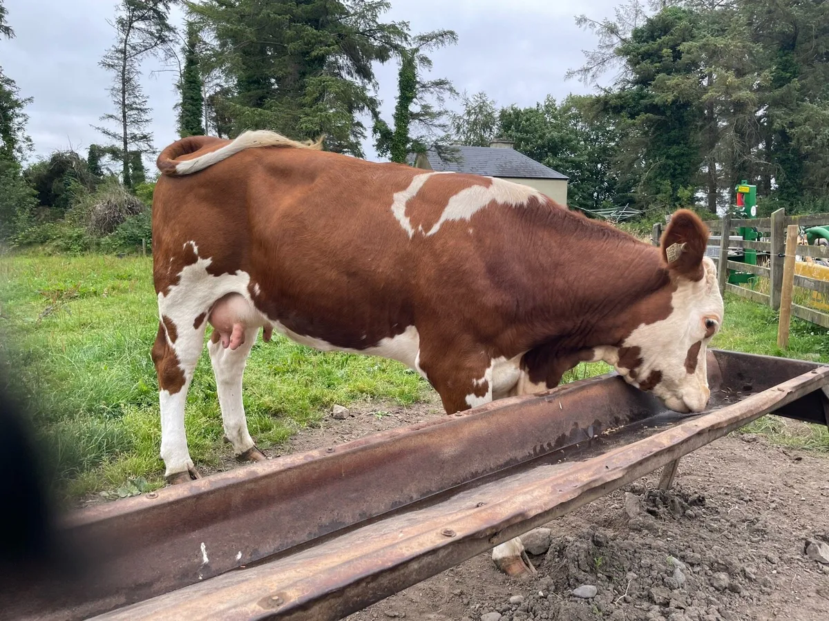 Foster Cow - Image 1