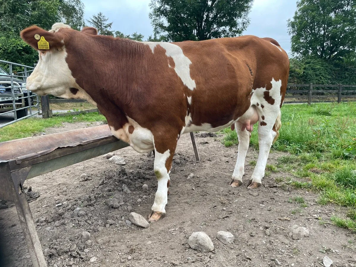 Foster Cow - Image 2