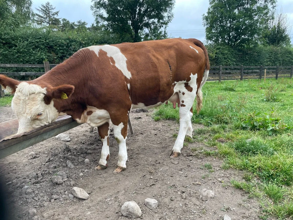 Foster Cow - Image 3
