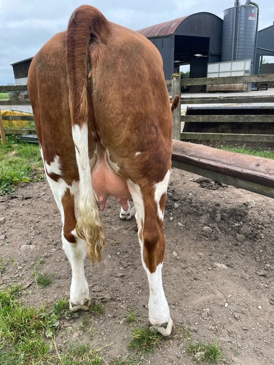 Foster Cow - Image 4