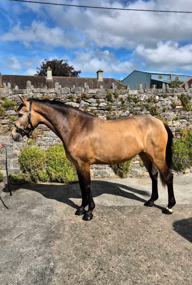 Beautiful 4yr old Dun Connamara Pony - Image 1