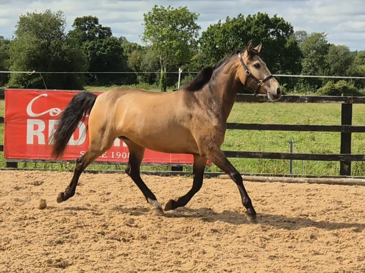 Beautiful 4yr old Dun Connamara Pony - Image 2