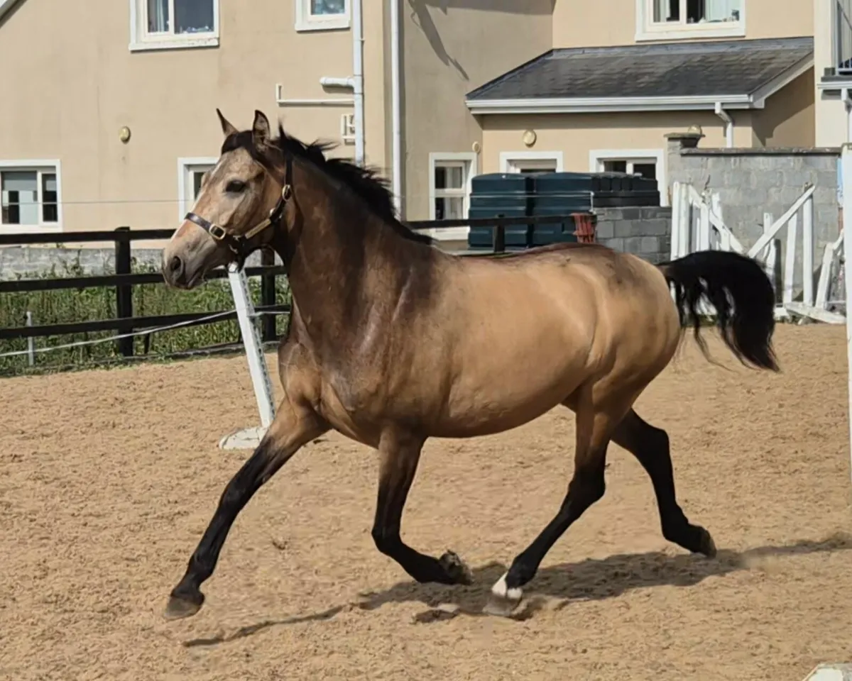 Beautiful 4yr old Dun Connamara Pony - Image 3