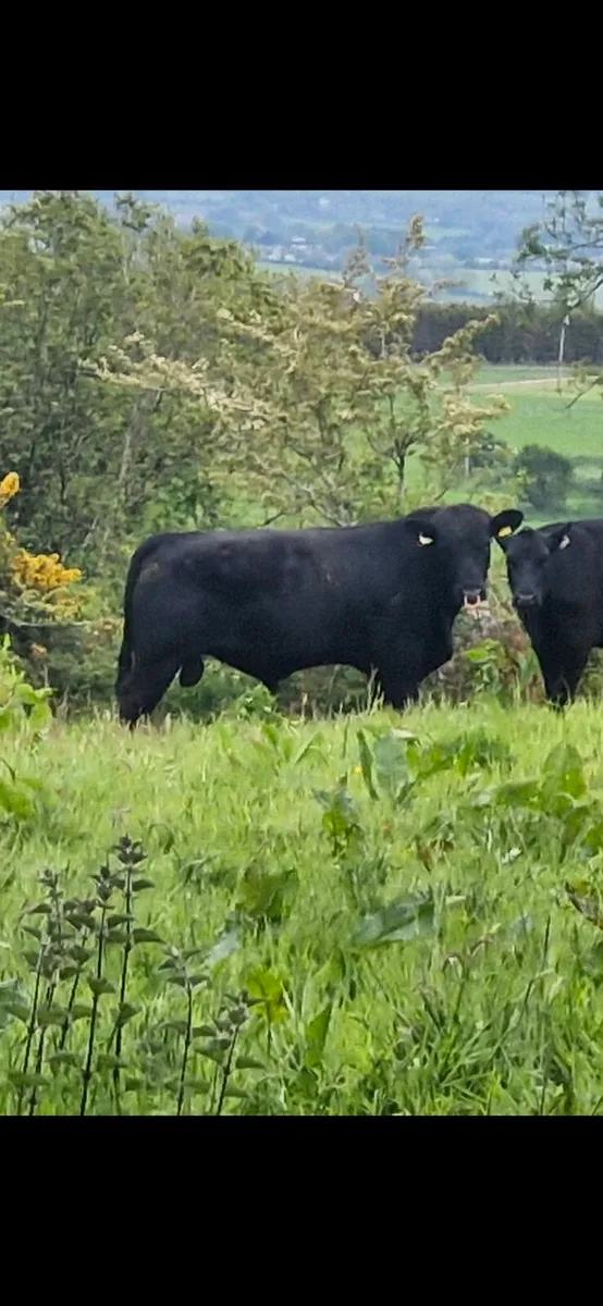 Angus Bull - Image 3