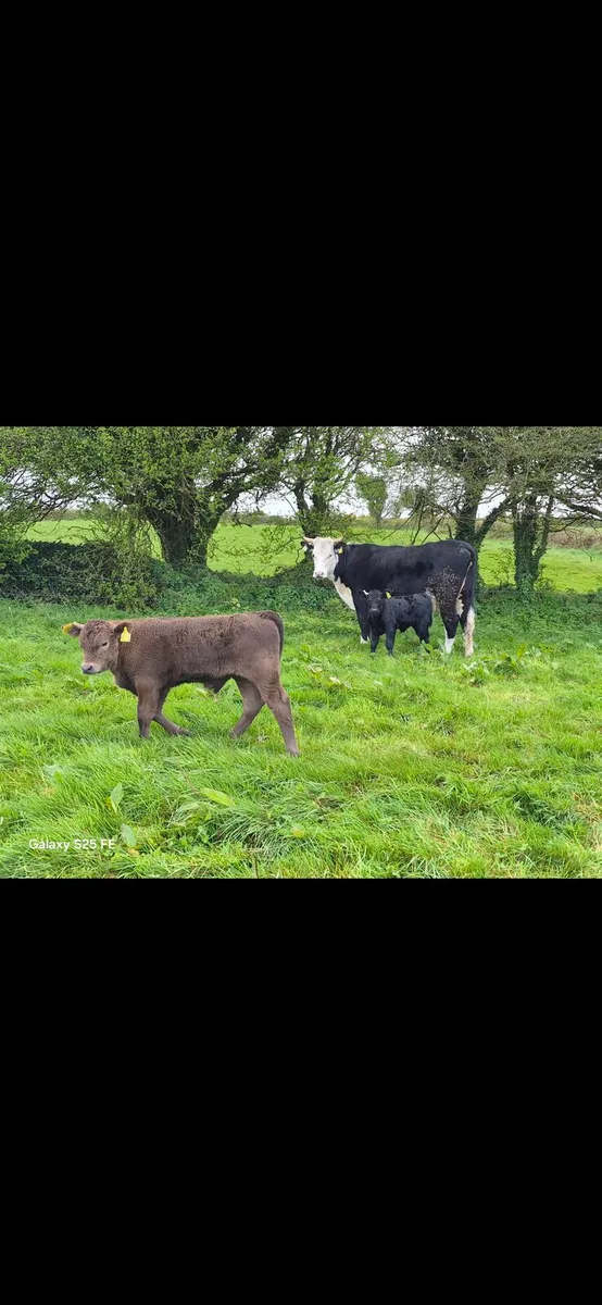Angus Bull - Image 4