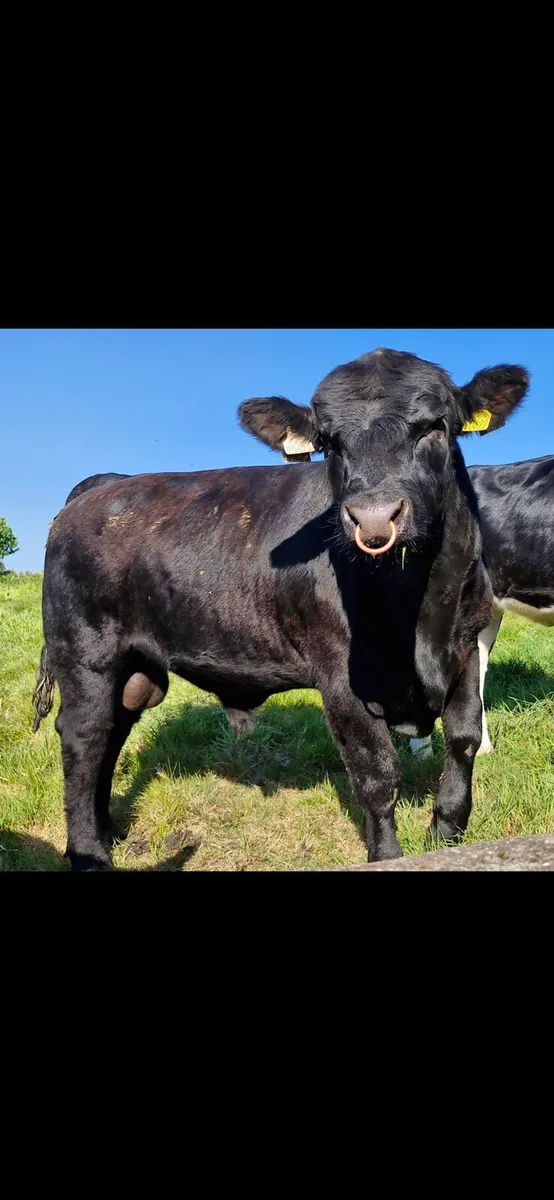 Angus Bull - Image 1