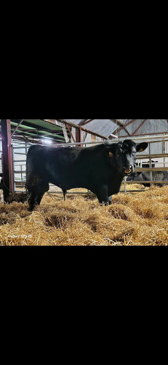 Angus Bull - Image 2