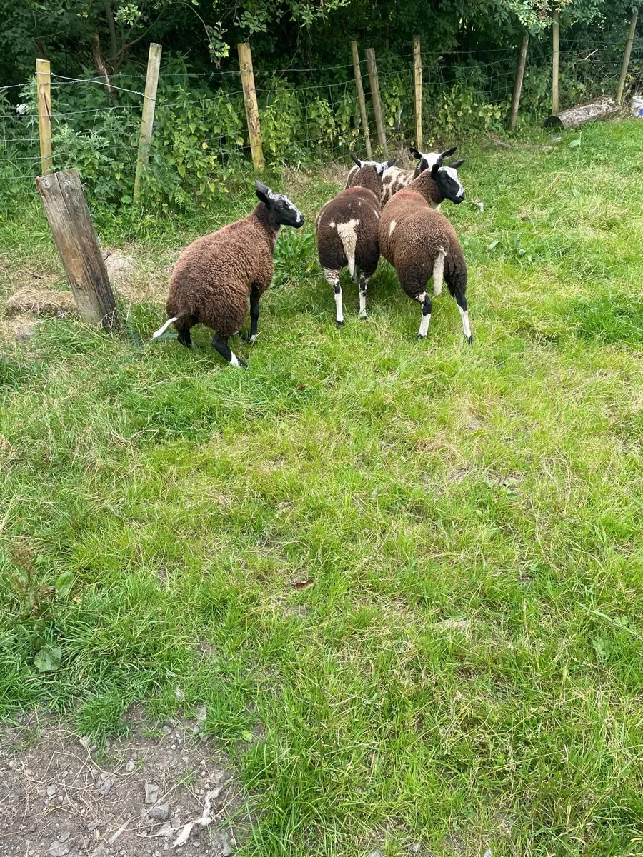 Ewe lamb organic - Image 3