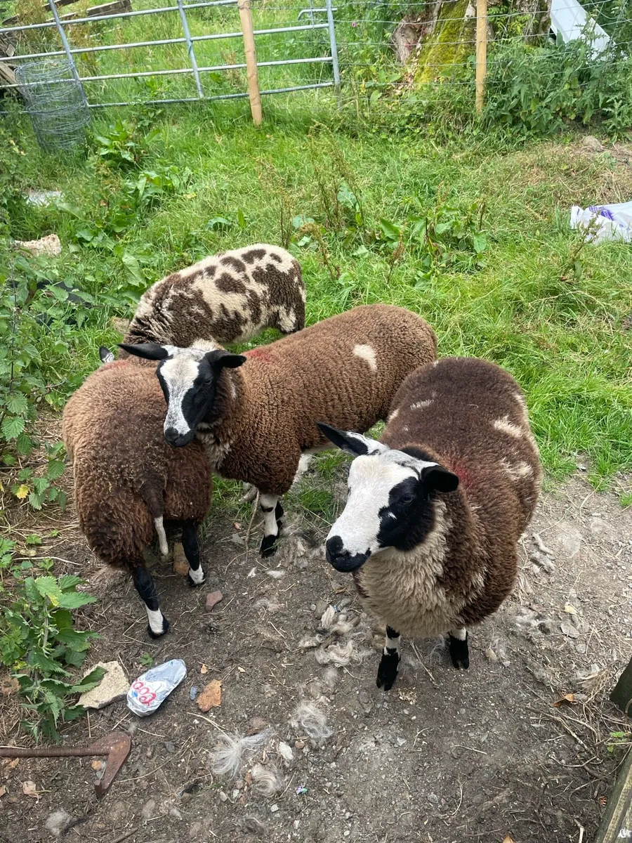 Ewe lamb organic - Image 4