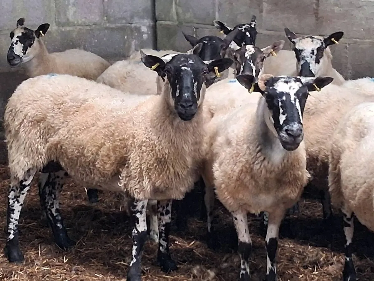 15 Mule Breeding Ewes - Image 3