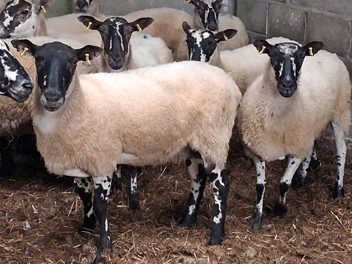 15 Mule Breeding Ewes - Image 2