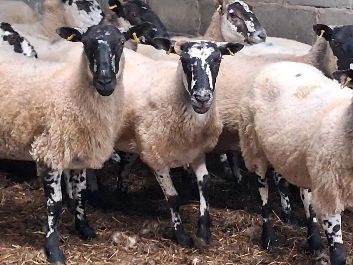 15 Mule Breeding Ewes - Image 4