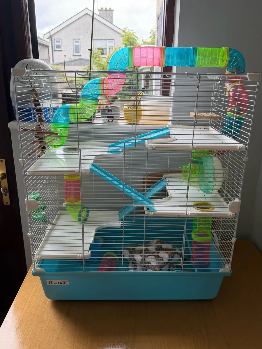 Cage hamsters - Image 1