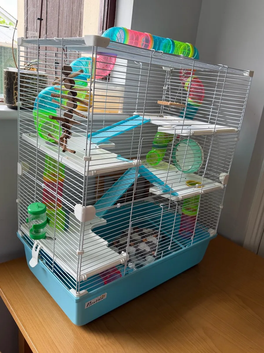 Cage hamsters - Image 2
