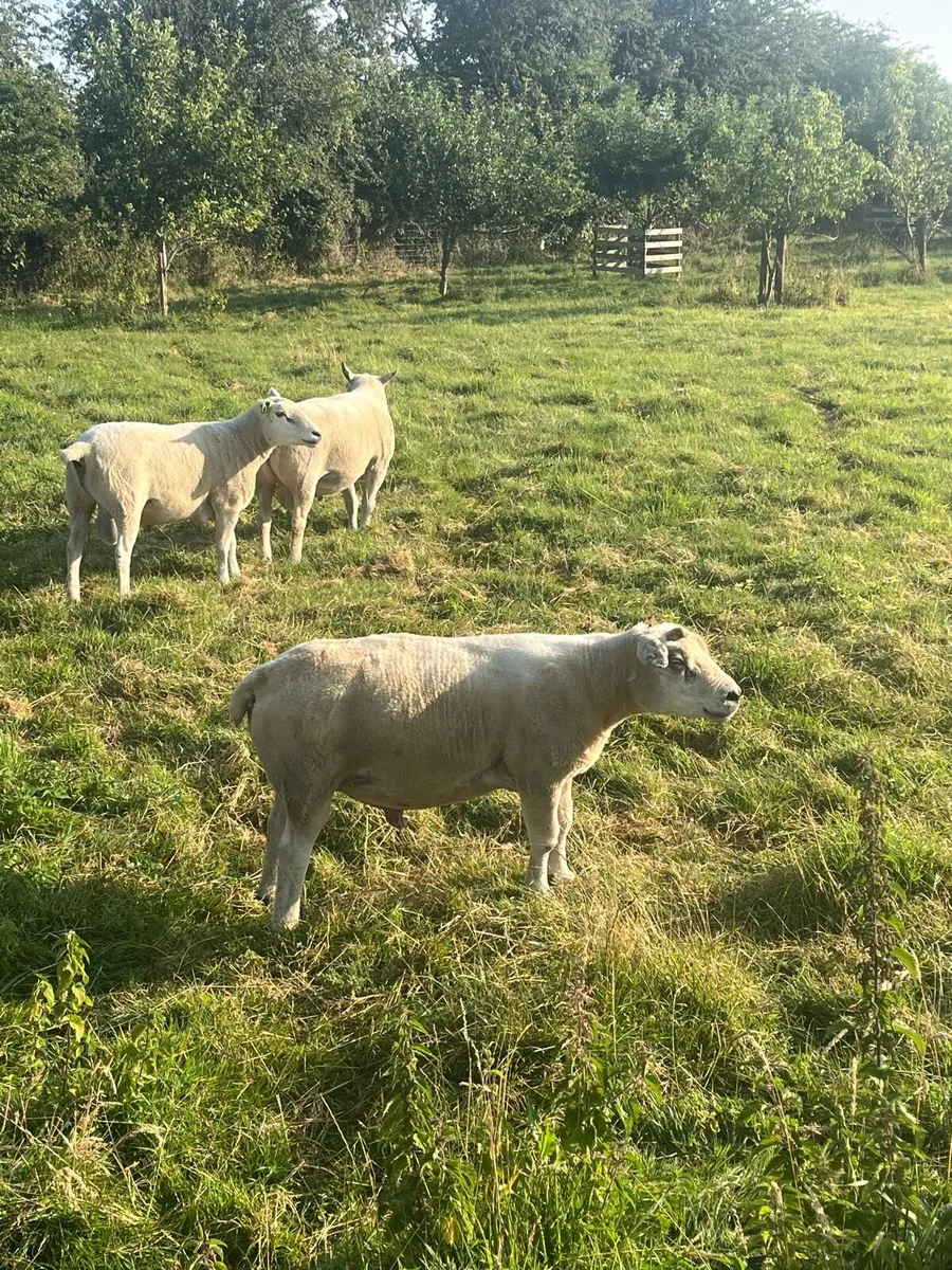 Texel ram lleyn ram - Image 3