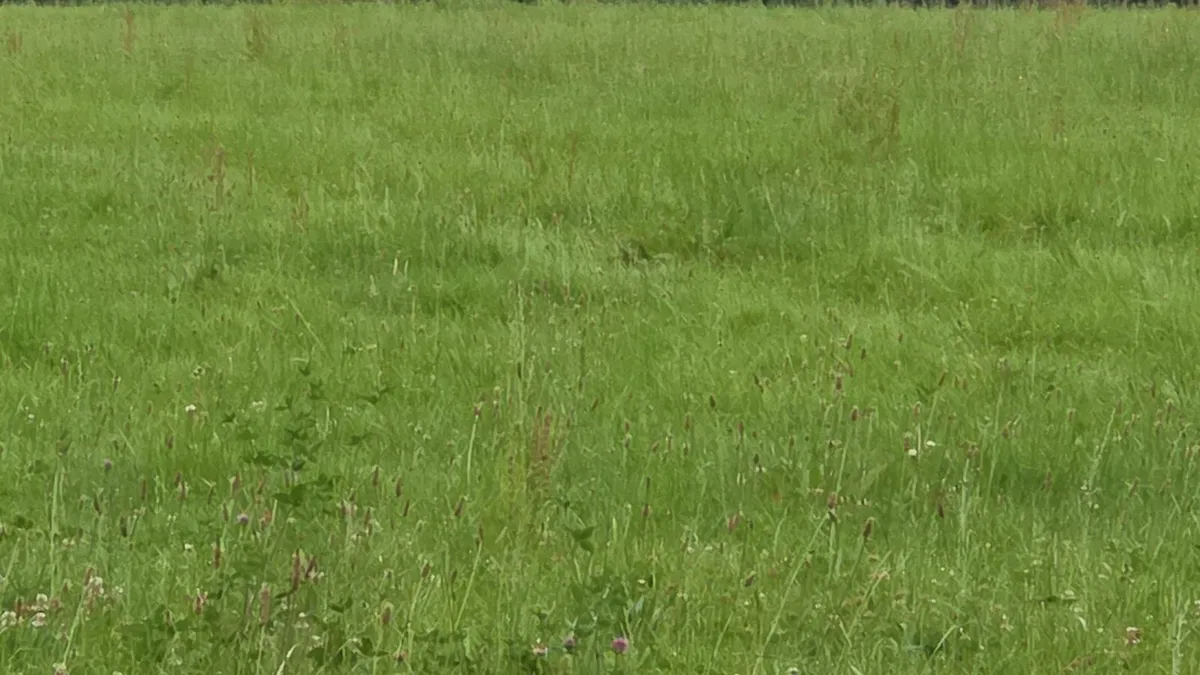 Organic silage or grass for zero grazing