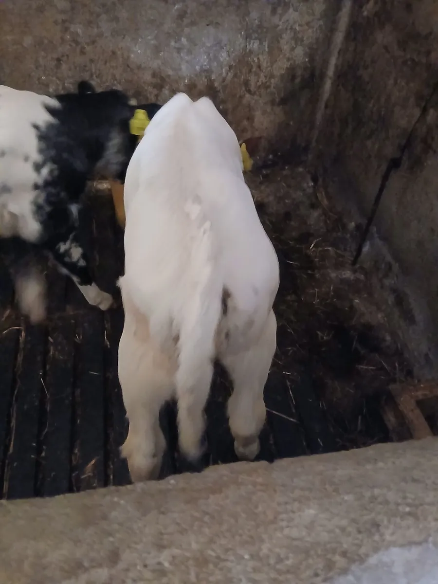 Calves - Image 2