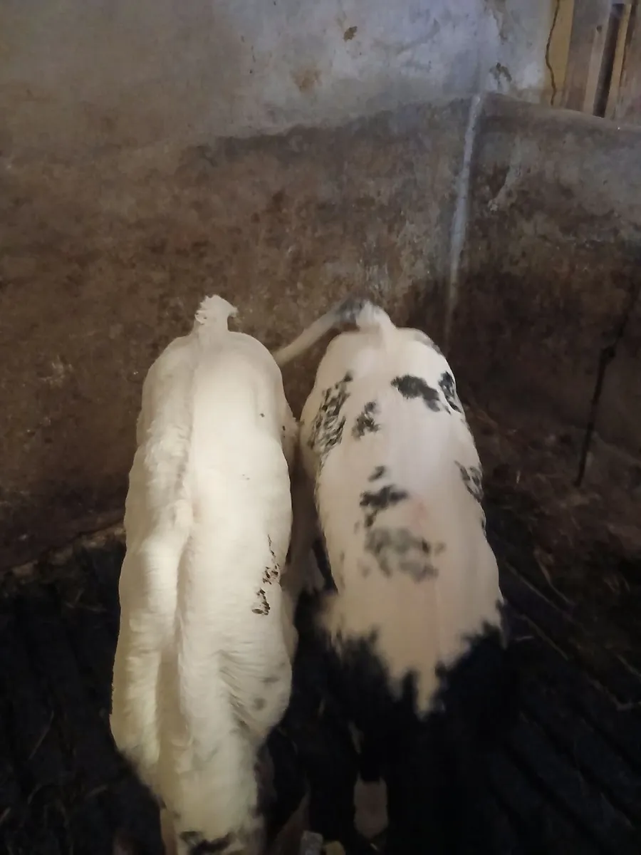 Calves - Image 1