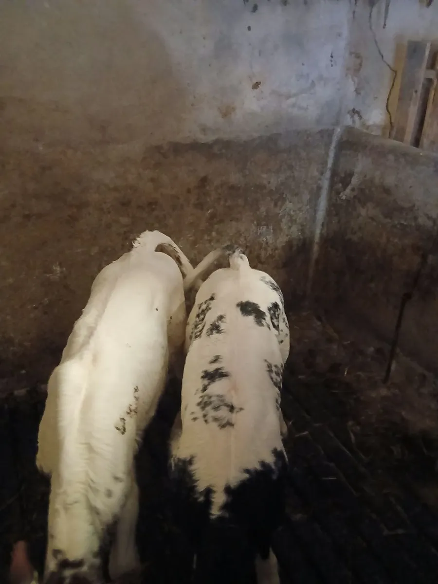 Calves - Image 3