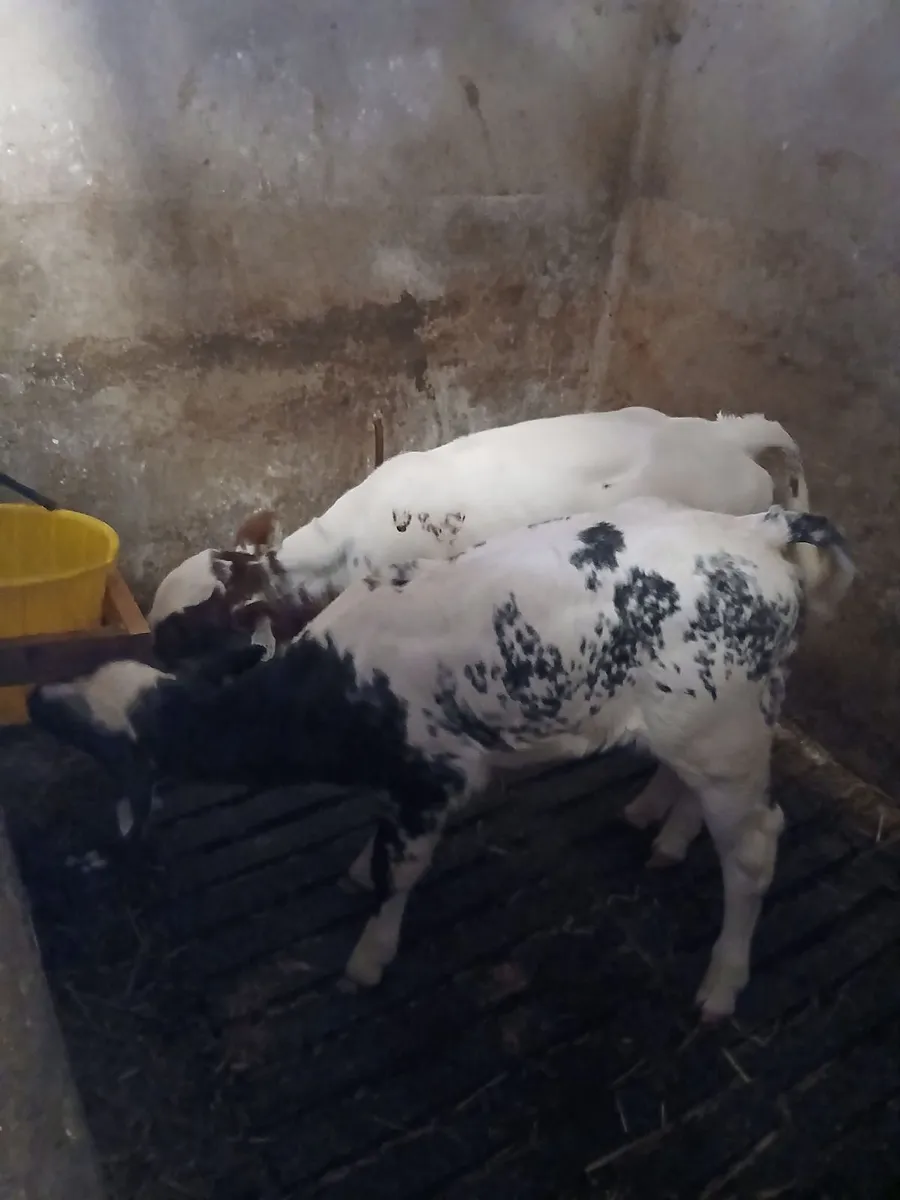 Calves - Image 4